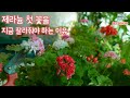 [4K]제라늄 첫 꽃을 지금 잘라줘야 하는 이유 / 초보자가 알아야 할 제라늄 키우기 / 제라늄 모종부터 짱짱하게, 꽃 볼 크게 키우는 관리 방법