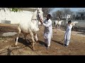 horse dance nukra ghoda