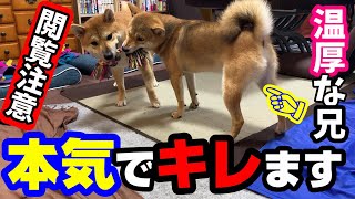 普段温厚な兄の柴犬が本気で弟に怒るとこうなります！