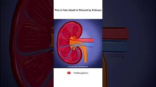 This is how blood is filtered by Kidneys. #biology #shorts #education #science #health #kidney