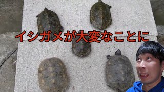 【イシガメ】亀庭に放流したイシガメが大変なことに