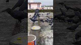 Crow 🐦‍⬛ sounds|bird #crow #crowsound #birds #shorts #bird #birdsounds #trending #viralshorts