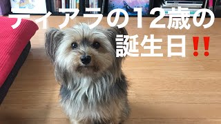 【ミックス犬】ヨークシャテリアとパピヨン　ティアラ✨12歳の誕生日おめでとう🎉いつもより豪華な食事です🍚