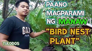 PAANO MAGPARAMI NG MANAW O DAPO | HOW TO PROPAGATE BIRD NEST PLANT ||TULODOS