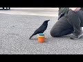 Crow stacking some cups