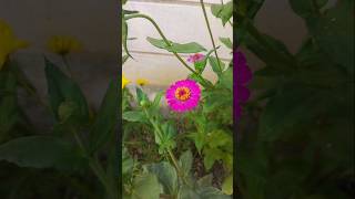 Zinnia Flower ( Bangla Banthi ) #shorts #trending #viralvideo #flipaclip #beautiful #simhadriHIMvlog