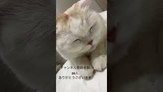 ゴロゴロ音を出す猫