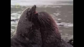 The Living Edens : Male Antartic Fur Seals Fighting