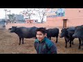 village full of punjabi murrah buffaloes മുറ എരുമകളുടെ ഒരു പഞ്ചാബി ഗ്രാമം.. മുറകളുടെ സ്വന്തം ഗ്രാമം