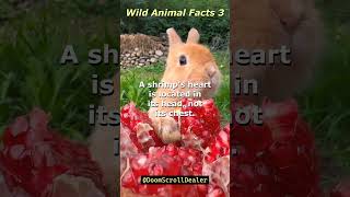 Wild Animal Facts 3