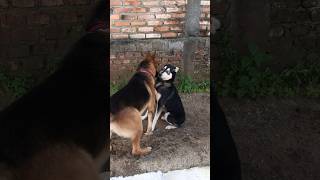 Pastor Alemão vs Husky Siberiano #shorts #dog