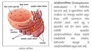 प्राणी पेशी (Animal Cell )