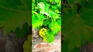 દ્રાક્ષ/ Grapes