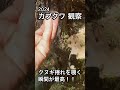 【カブクワ】クヌギ捲れって、なんで見ただけでワクワクするんだろうか😁no.144