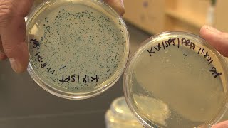 Cornell students study CRISPR