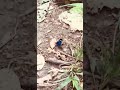 Impressionante borboleta azul em Brasília