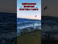 ВЕЧЕРНЯЯ ПРОГУЛКА У МОРЯ 🌊🐦🏖️ ОДЕССАМАМА 🩵💛 10 02 2025