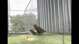 Pair of green naped lorikeets