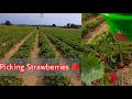 Picking Strawberry from fields | Erdbeeren selber pflücken | German 2021 | @Chatha Food&Vlog