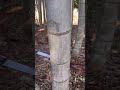 【竹林】竹をノコギリで切ってみた bamboo 竹林 竹林整備