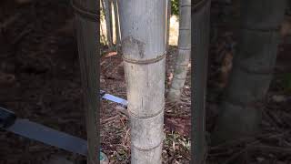 【竹林】竹をノコギリで切ってみた #bamboo #竹林 #竹林整備