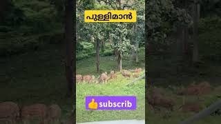 കാട്ടിൽ കൂടെ ഒരു യാത്ര പോയാലോ #song pulliman#animal