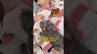 陪嫁丫猫躺我位置还睡的这么香，起来重睡！ #猫咪的迷惑行为 #萌宠 #精神状态良好