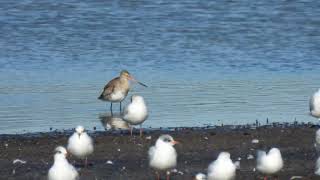 Black-tailed Godwits, Pittima reale (Limosa limosa)