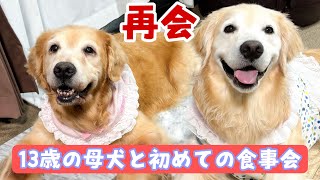 【特別企画ペーとみずき】13歳の母犬と初めての食事会【実の親子】