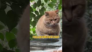 ee们给我投票啊猫王大赛