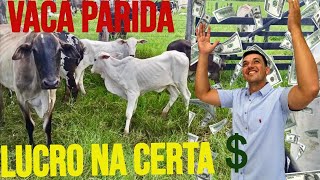 VACA PARIDA, MELHOR OPORTUNIDADE LUCRO NA CERTA, PREÇO E DICAS