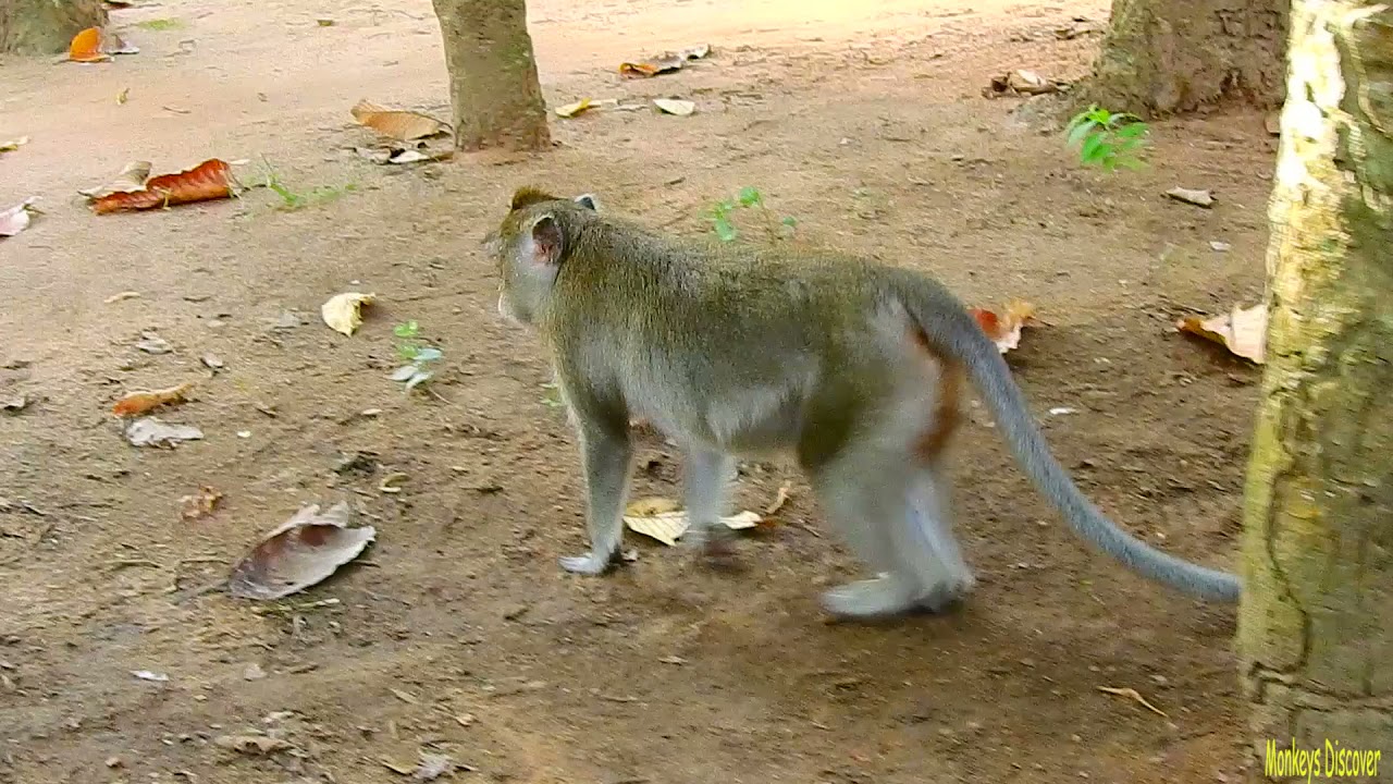 Perfect Monkey Anna Nearly Has New Baby While She Is Going To Born