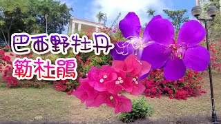 [輕輕鬆鬆，賞花遊蹤] 九龍仔公園| 巴西野牡丹 | 青衣公園 | 簕杜鵑 Kowloon Tsai Park | Glory Bush | Tsing Yi Park | Bougainvillea