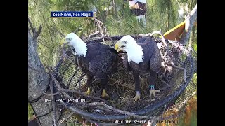 WEB EXTRA: Bald Eagles Begin Building Nest On Custom Made Platform