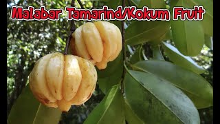 Malabar Tamarind /Kerala Kokum fruit Tasting