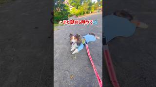 シェルティ犬のぼやき…地球よ、聞け！#shorts