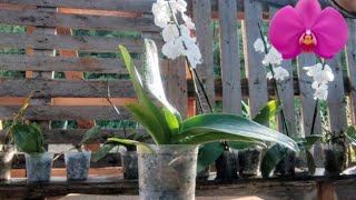 Aprenda passo a passo o REPLANTE DE ORQUÍDEA no vaso plástico e pedra brita