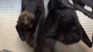 Three Rare Rod Bat Pups Born At Oregon Zoo