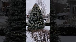 My quiet neighborhood Merry Christmas!🎄🎅❤️ #toronto #richmondhill #christmas #canada #christmastree