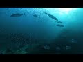 2024 3 16 17 andaman short cruise mv koon 9