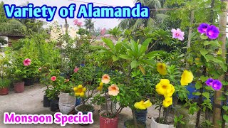 Alamanda Variety on My @RooftopGarden  | Alamanda cutting result