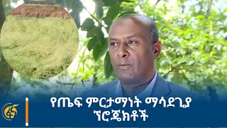 የጤፍ ምርታማነት ማሳደጊያ ኘሮጄክቶች