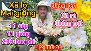 28-11-2024☎️0916308991 📲xã mặt hàng mai giống giá rẻ và 13 mã số cả nhà ủng hộ