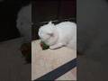 Persian kittens playing with 'Love Birds ' Fisher Parrot 😻♥️#61 #short #shorts #funny #viral