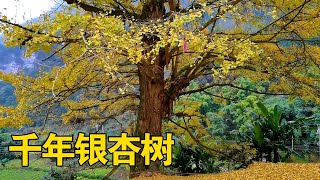 贵州深山的千年银杏树，在秋色里美醉了，树上天笋更是难得一见【乡村阿泰】