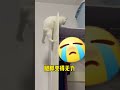 他好不容易建立起对猫的信心，会不会一朝回到解放前啊 李咪飯 貓咪 猫咪的迷惑行为