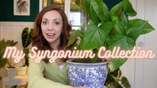 My Syngonium Collection