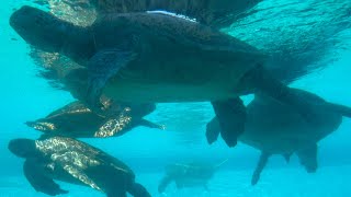 海洋博公園沖縄美ら海水族館　海亀館🐢