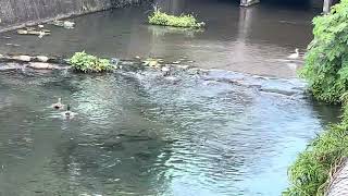 A couple mallard duck leisurely travel in ditch一對綠頭鴨悠遊於黎明溝覓食110119