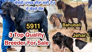 ਪਿਓਰ ਬੀਟਲ ਬੱਕਰੇ ਸੇਲ/3 Top Quality Breeder For Sale/ @bawagoatfarm